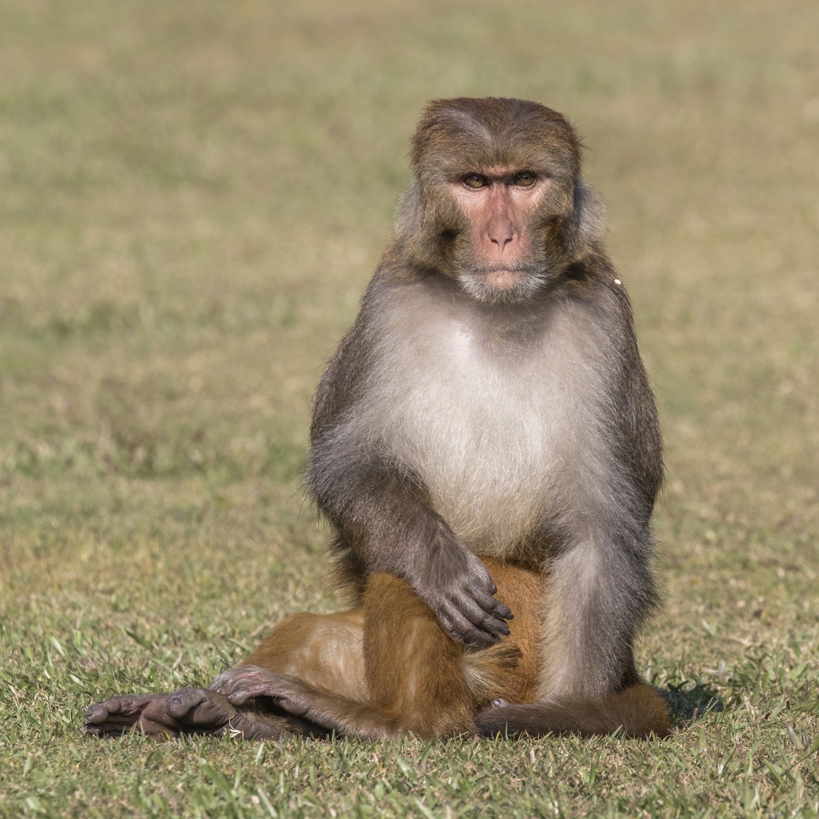 Rhesus Macaque