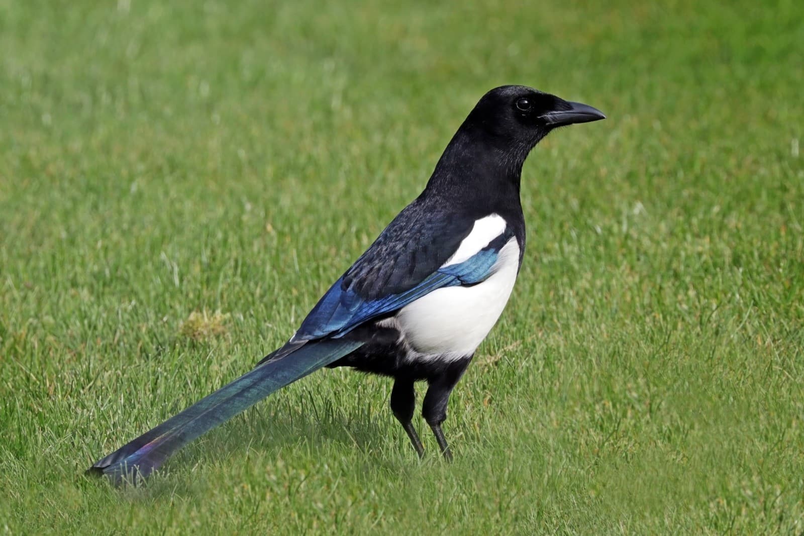 Magpie