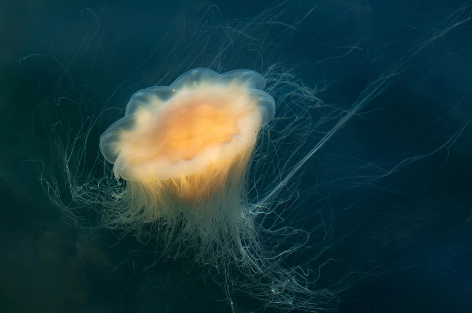 Jellyfish