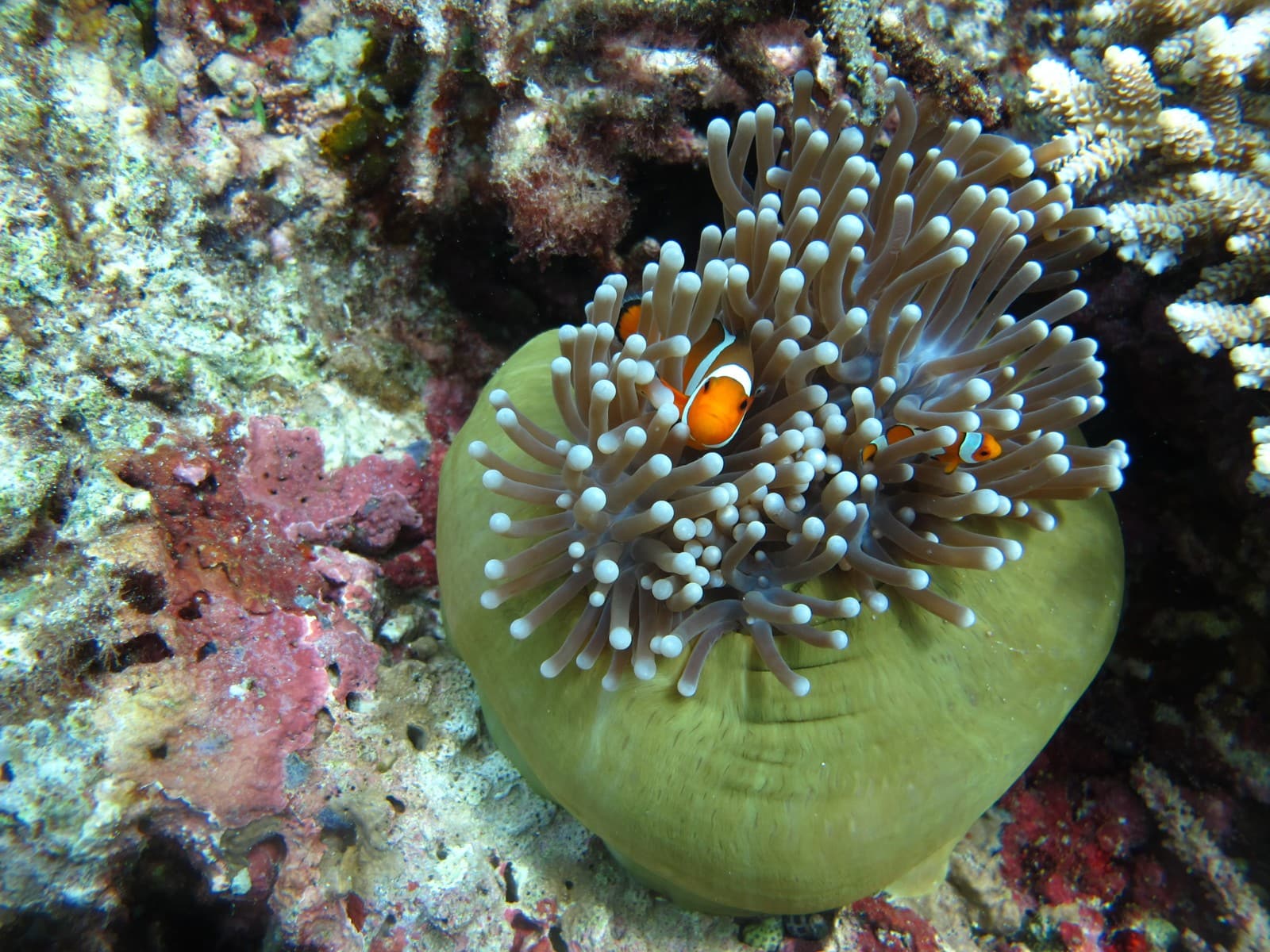 Sea Anemone