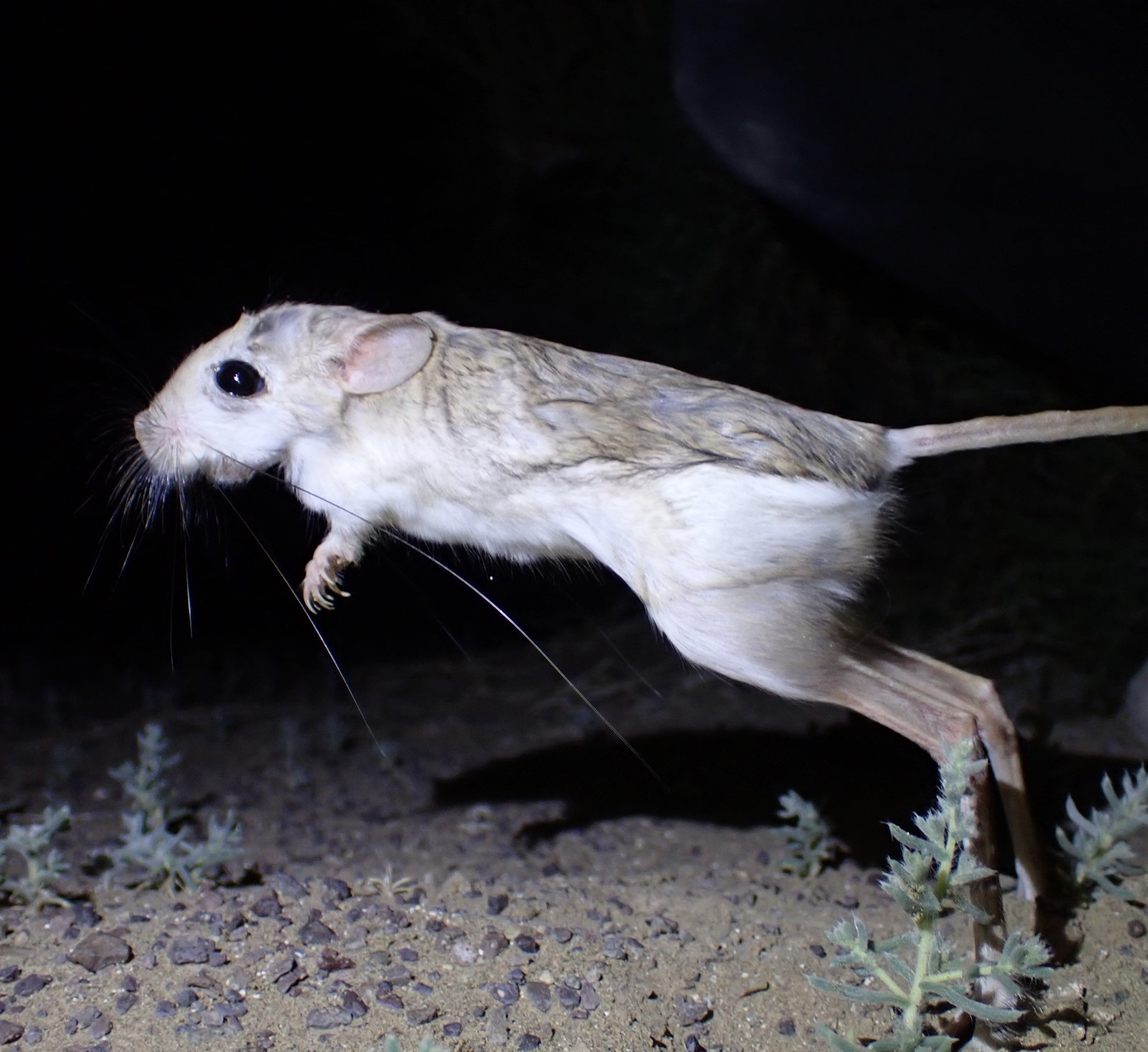 Jerboa vs Kangaroo Rat: A Complete Comparison | AnimalCompare.com