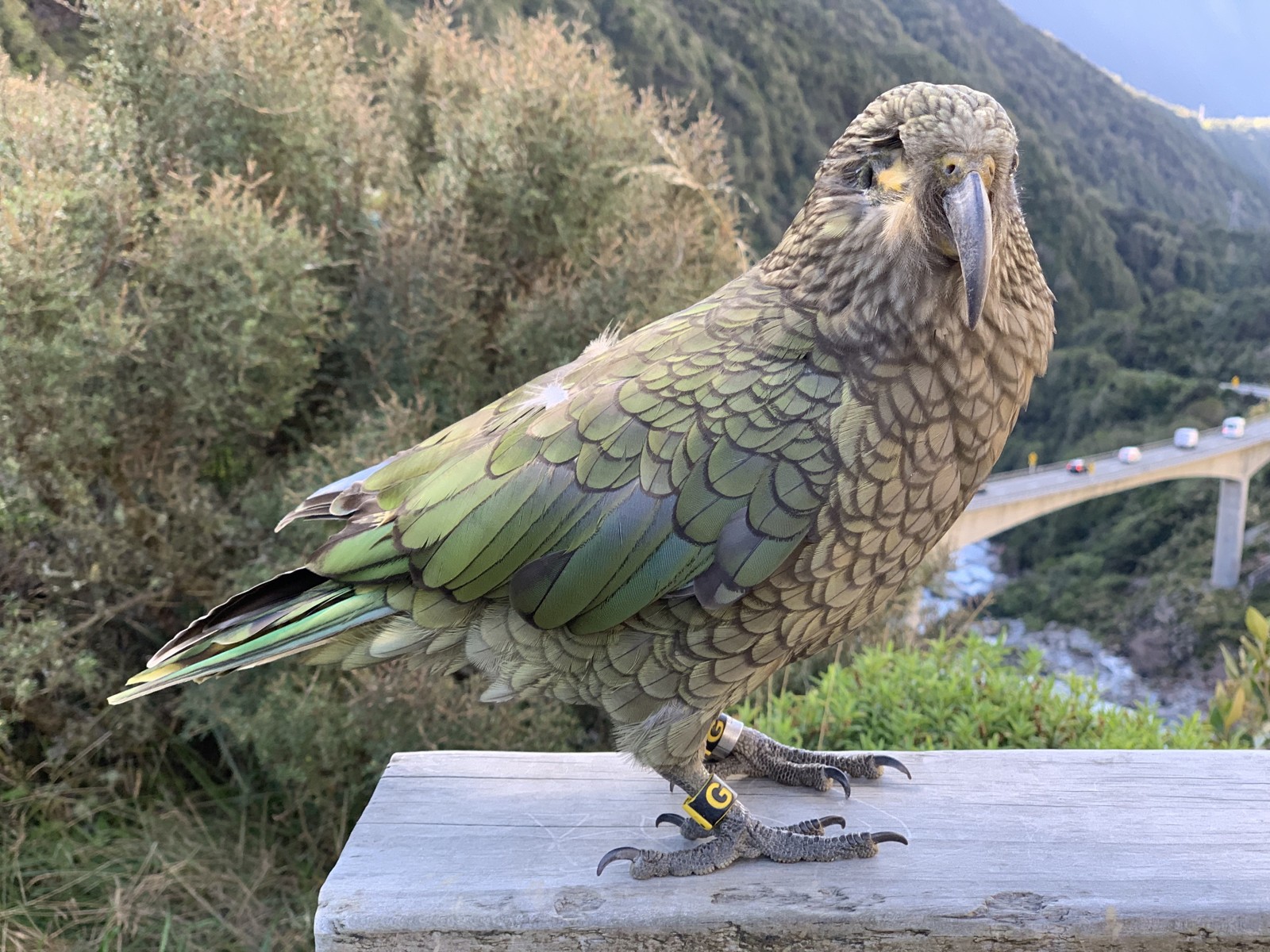 Kea