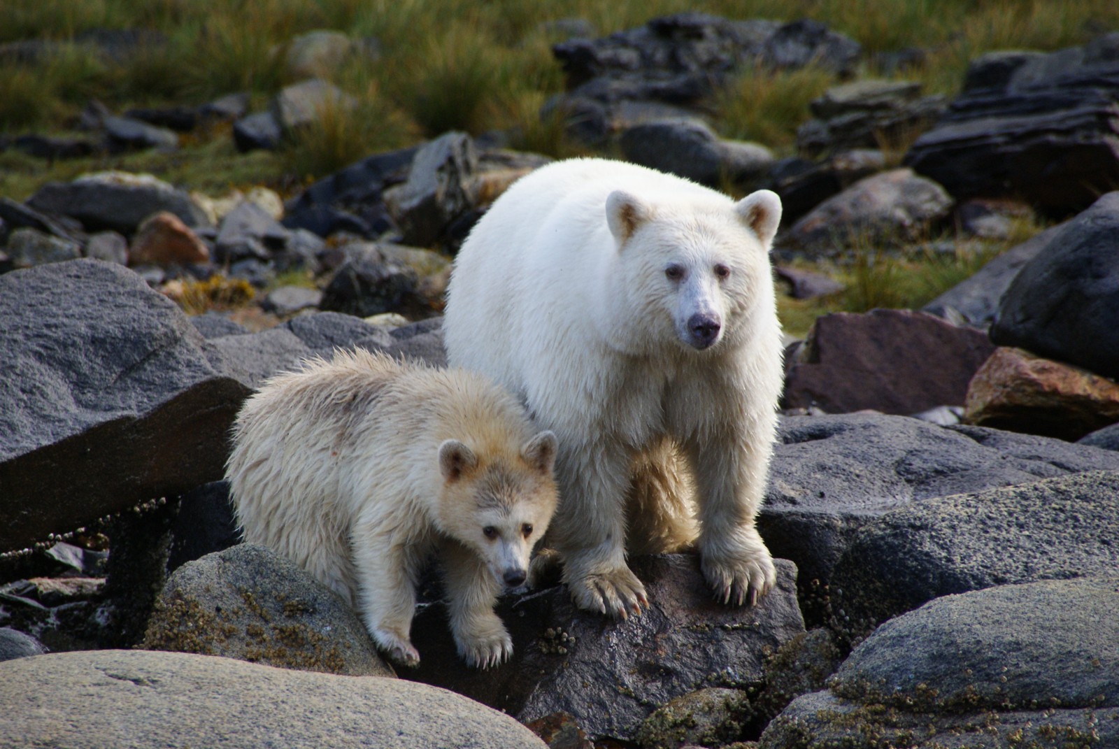 Kermode Bear