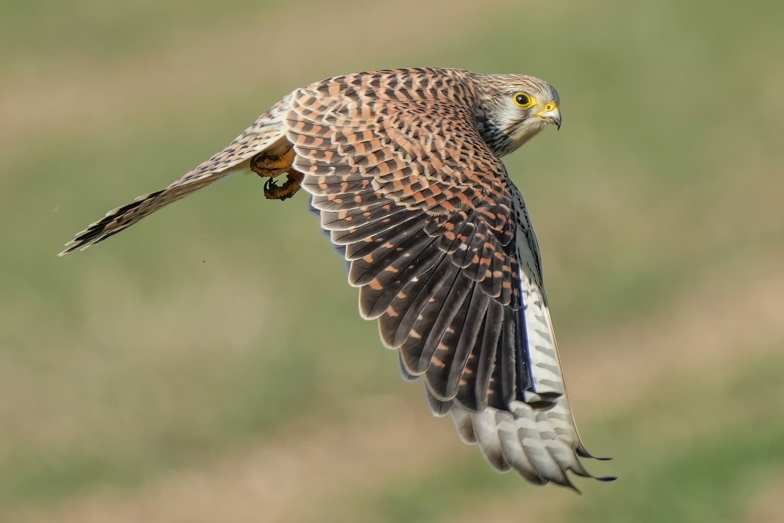 Kestrel