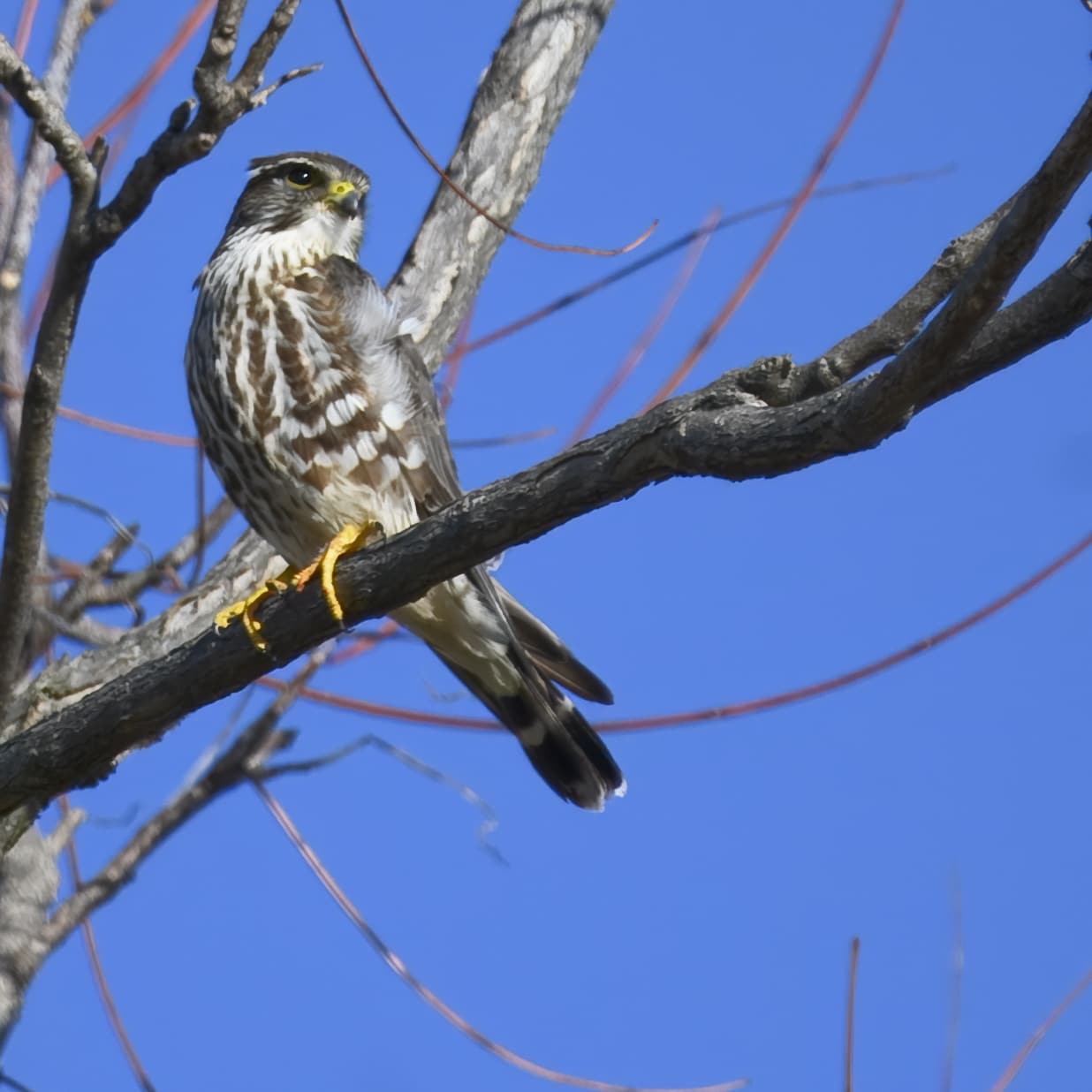 Merlin