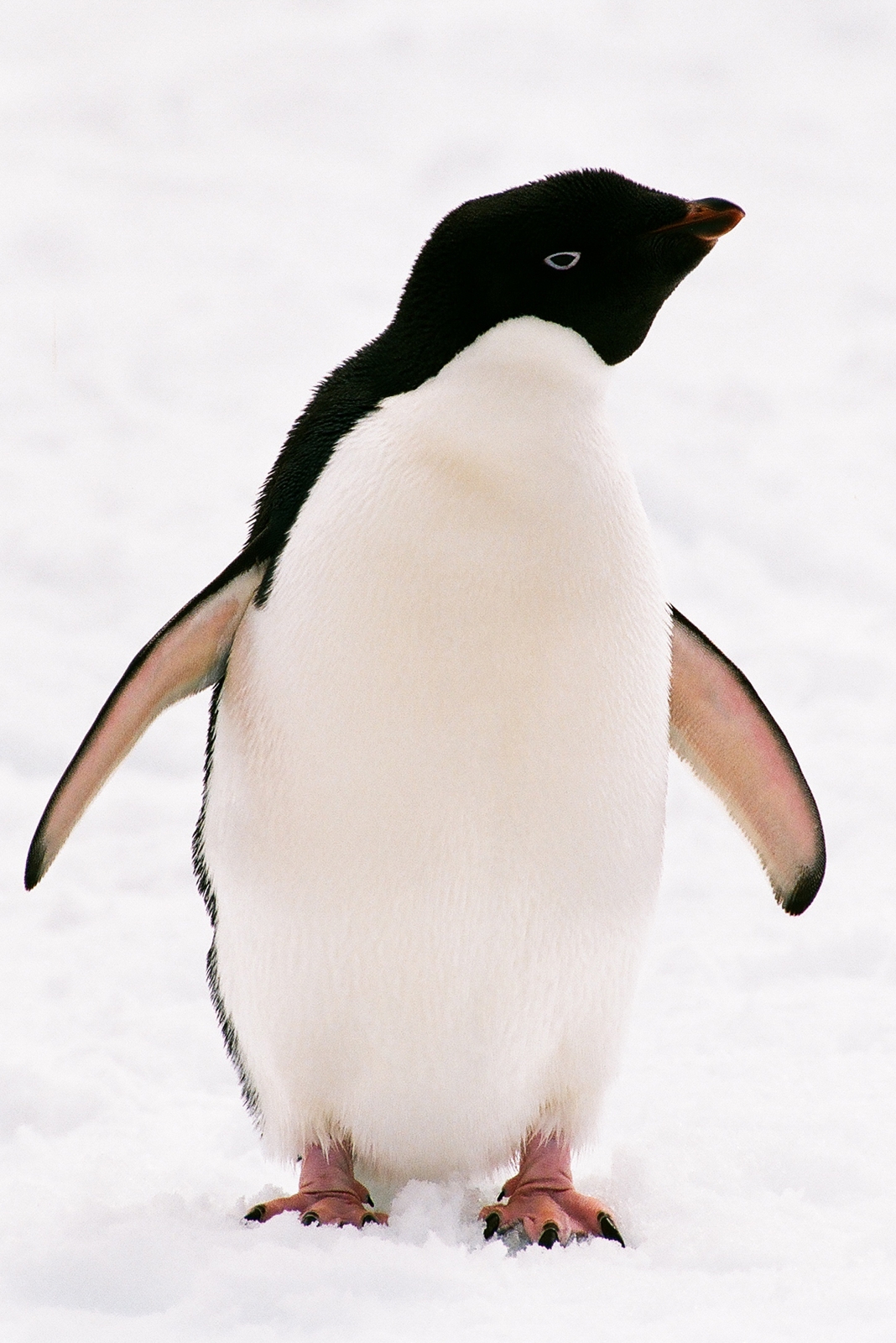 Adelie Penguin