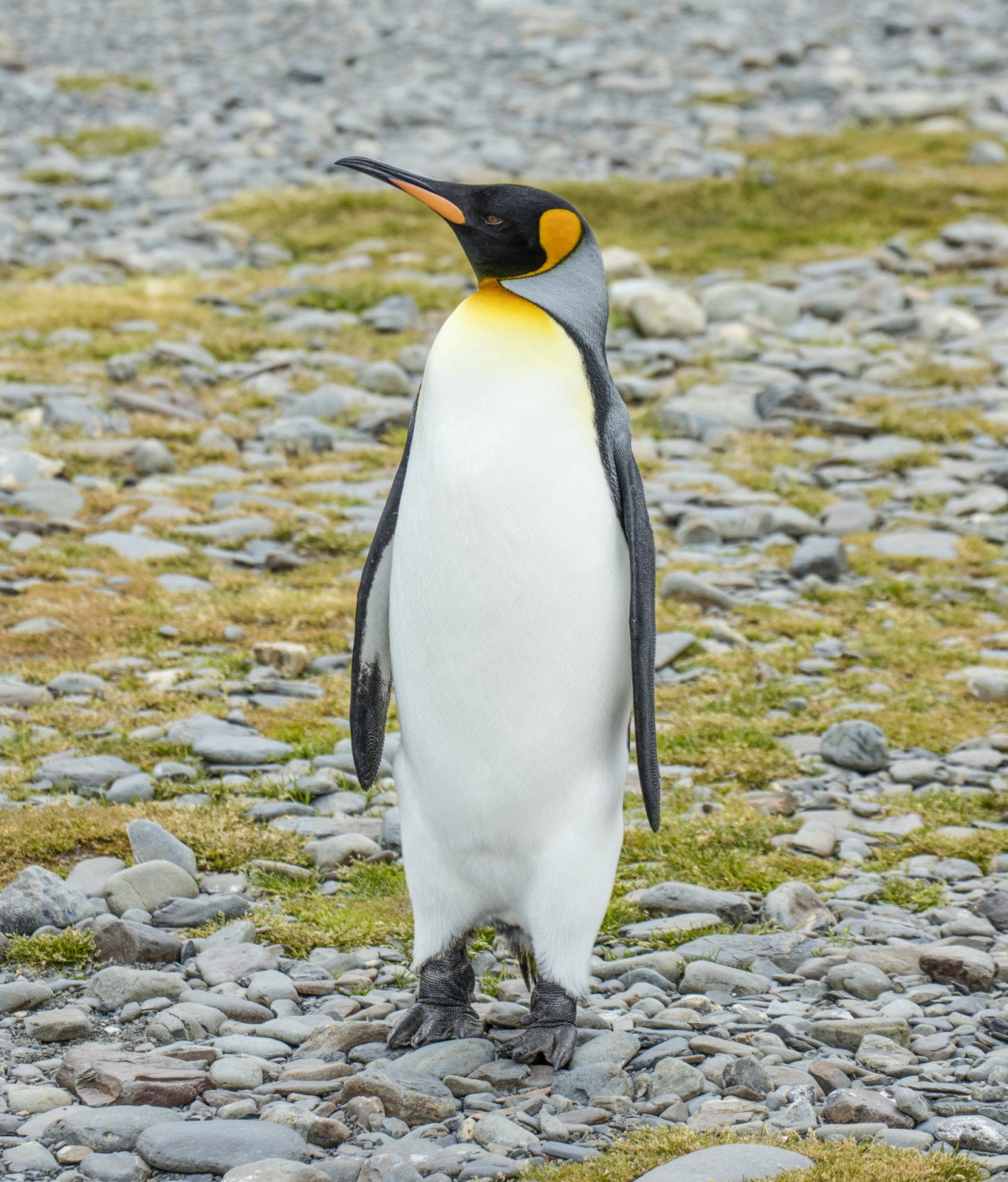 King Penguin