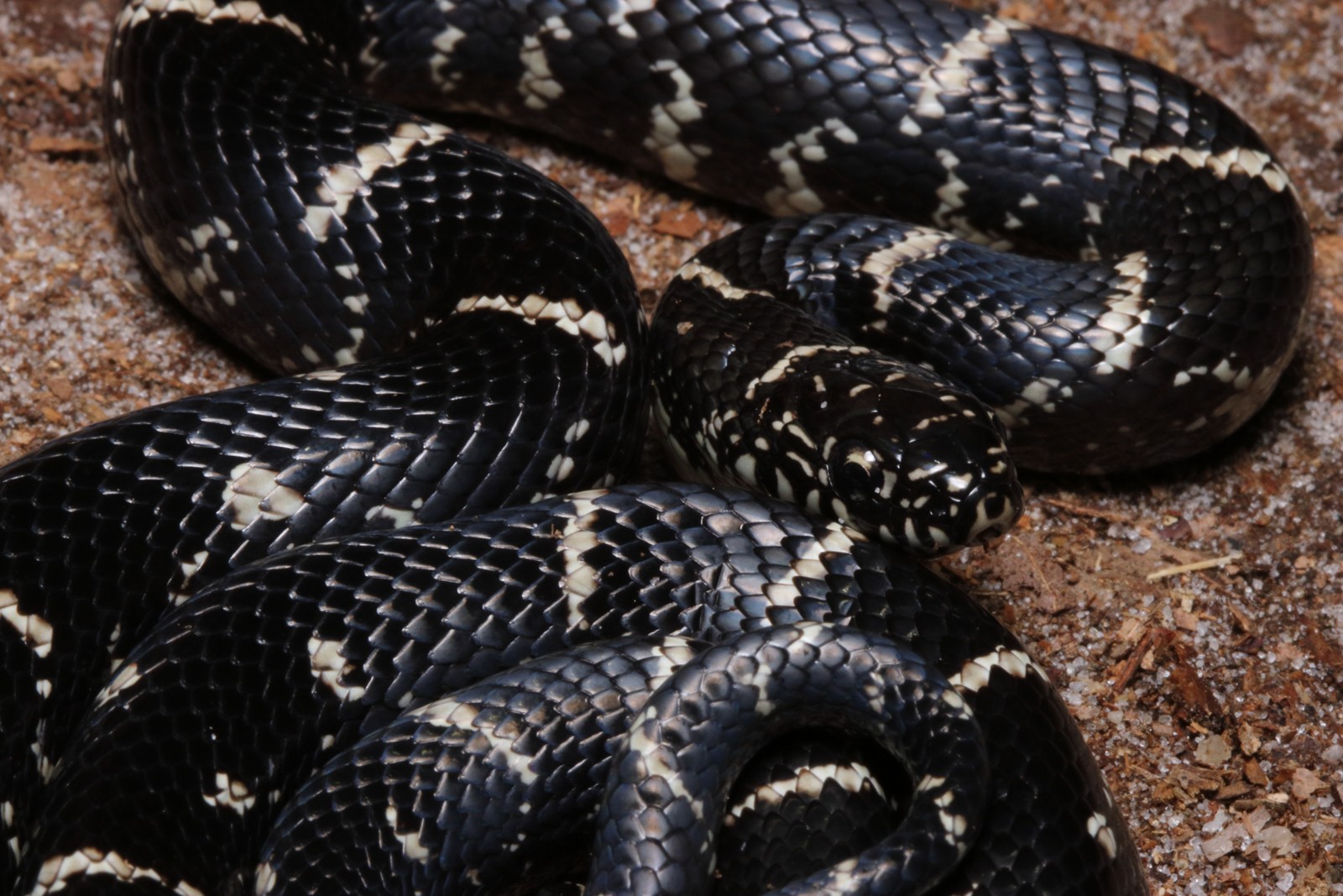 King Snake