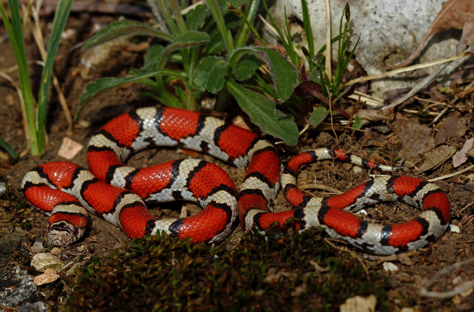 Milk Snake