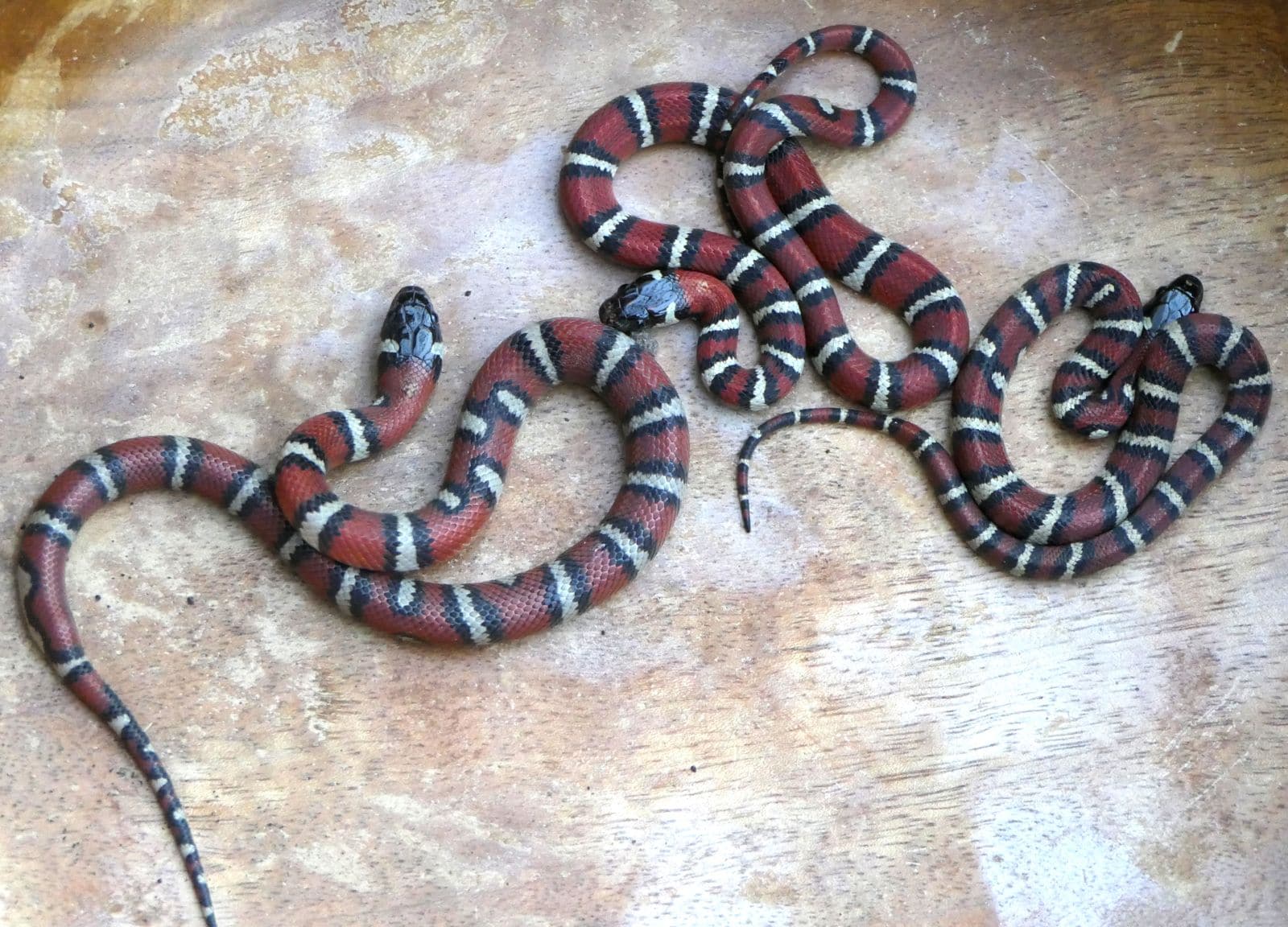 King Snake