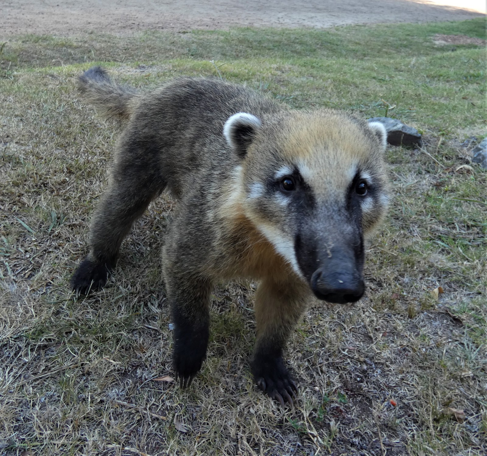 Coati