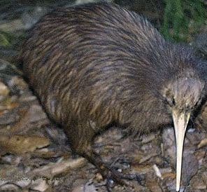 Kiwi