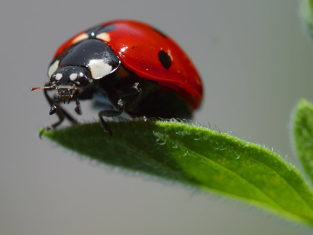 Ladybug