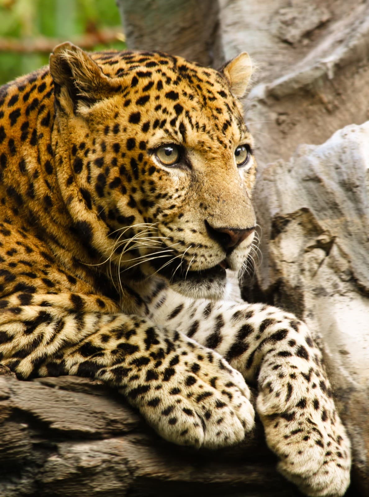 Leopard