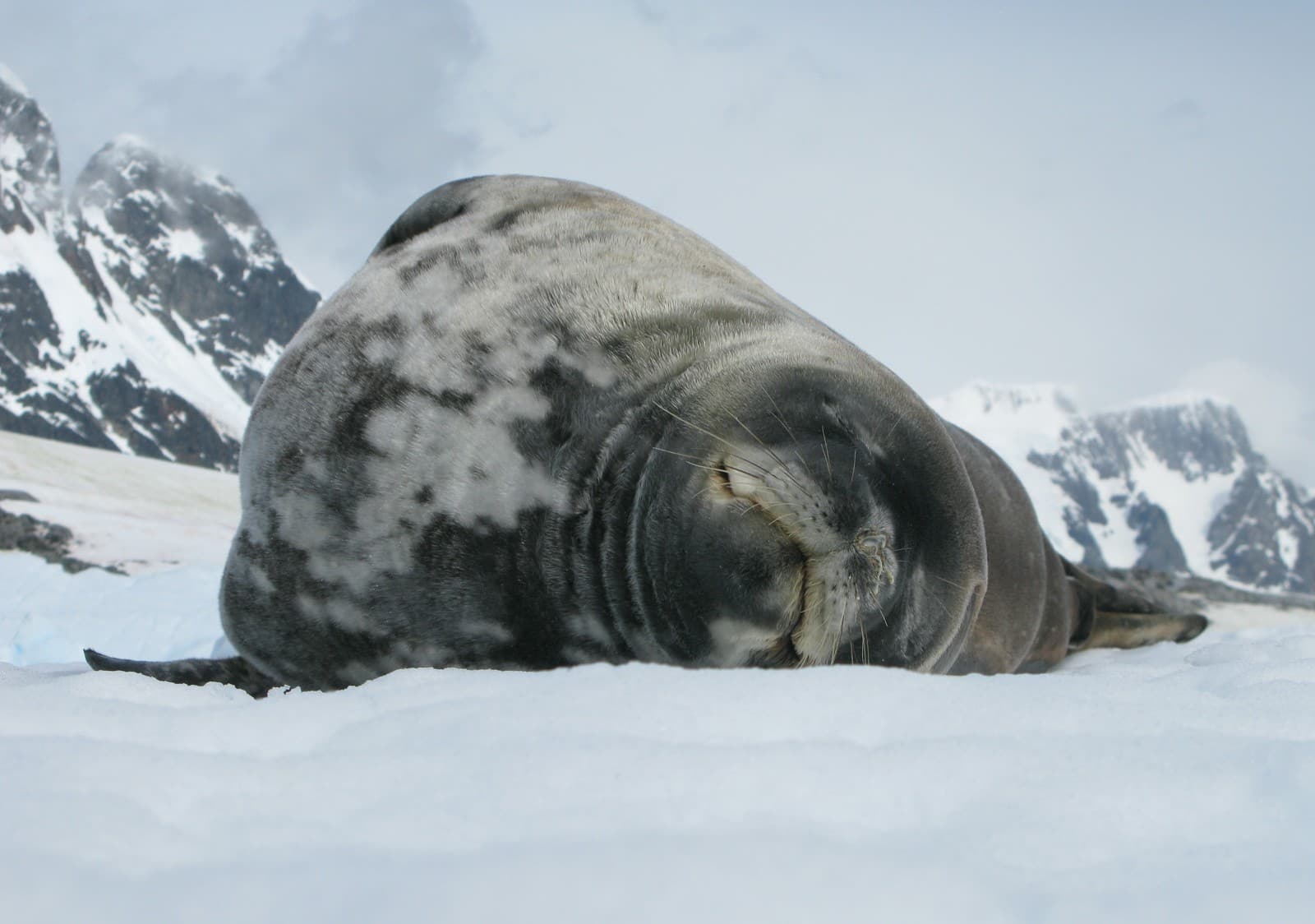 Weddell Seal