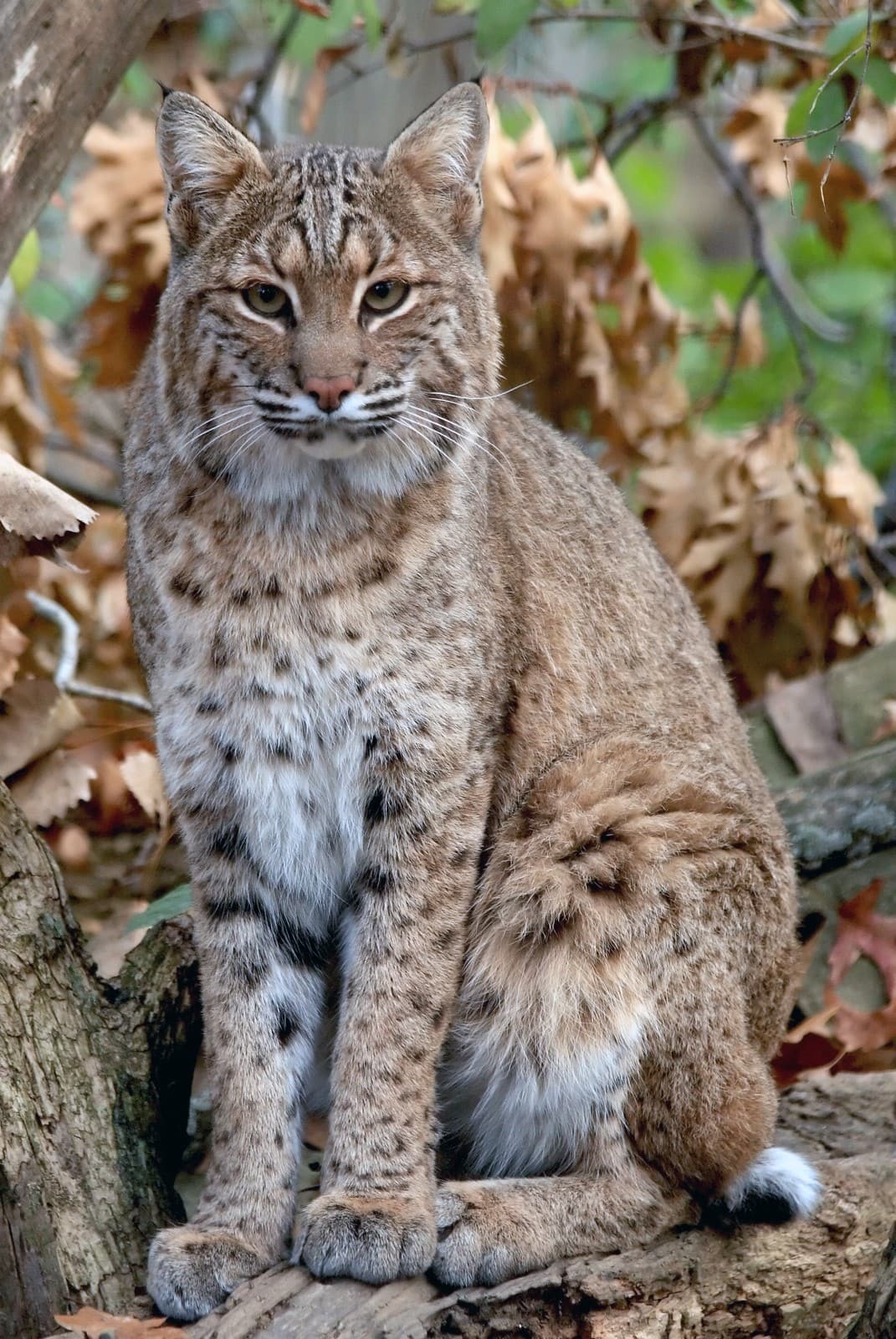 A North American Bobcat sits alert on a fallen log, its intense green eyes focused forward. The wild cat's distinctive features are clearly visible, including its tufted ears, spotted brown-gray fur pattern, and white chest ruff. The bobcat's muscular frame is covered in a thick winter coat showing characteristic black spots and streaks against a tawny background. Surrounded by autumn leaves and forest undergrowth, the bobcat maintains a dignified posture typical of these solitary predators. Its facial markings, including dark stripes on the cheeks and forehead, stand out prominently against its light fur, while its short 'bobbed' tail, characteristic of the species, is partially visible.