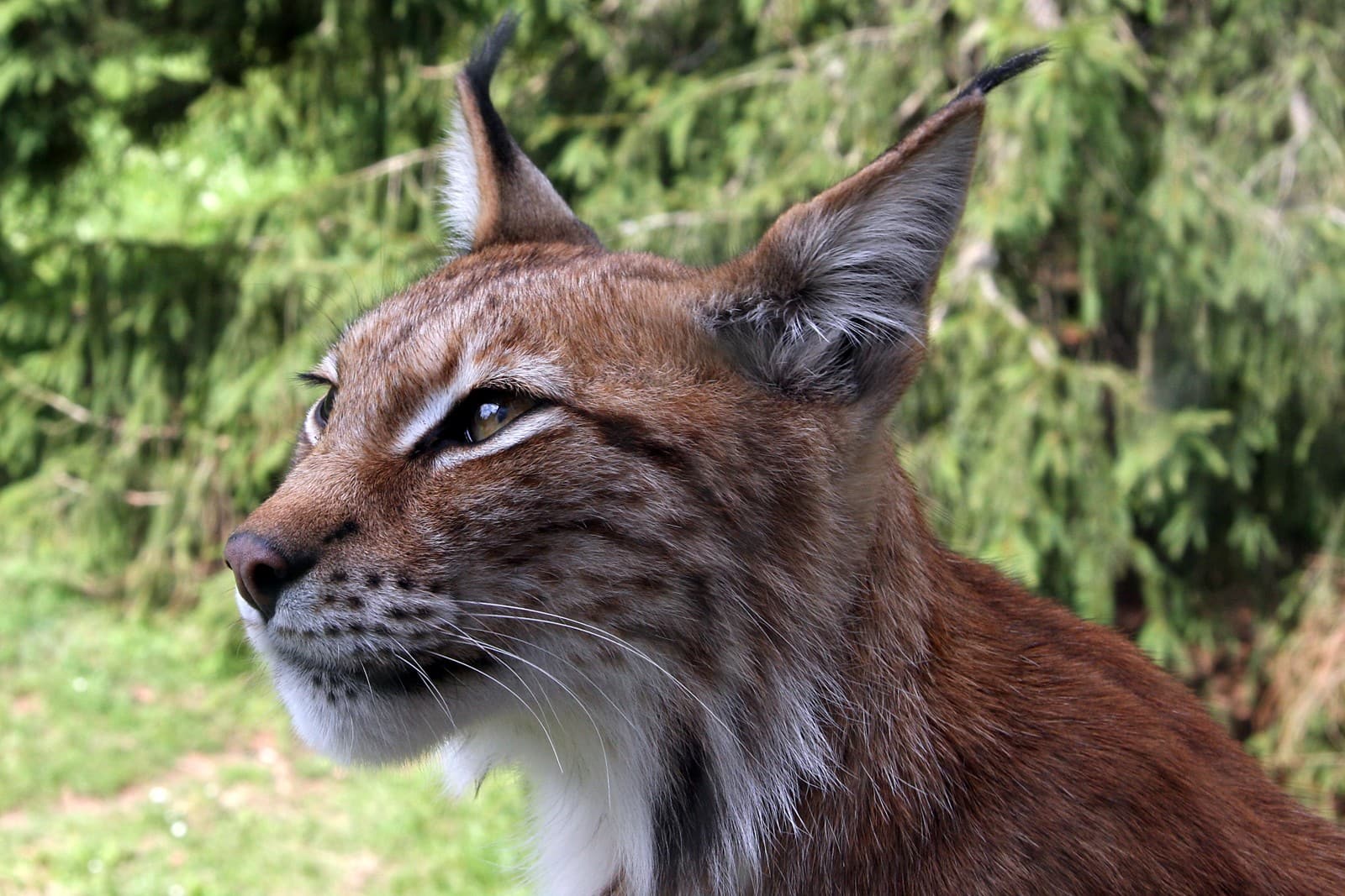 A Eurasian Lynx gazing alertly into the distance, showcasing its distinctive pointed ear tufts and reddish-brown fur. The close-up profile captures the wild cat's prominent facial features, including its white chin, dark eye markings, and long sensory whiskers. The lynx's muscular neck and shoulders are visible against a soft-focused background of green foliage. Its alert expression and upright ears suggest an attentive predator actively monitoring its surroundings in a forested habitat. The detailed image highlights the characteristic features that distinguish the Eurasian Lynx from other wild cats, including its short, broad face and characteristic facial ruff.