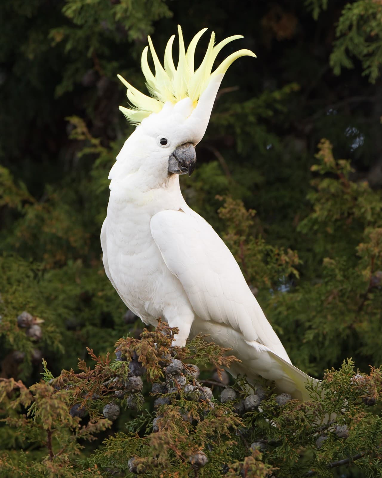 Cockatoo