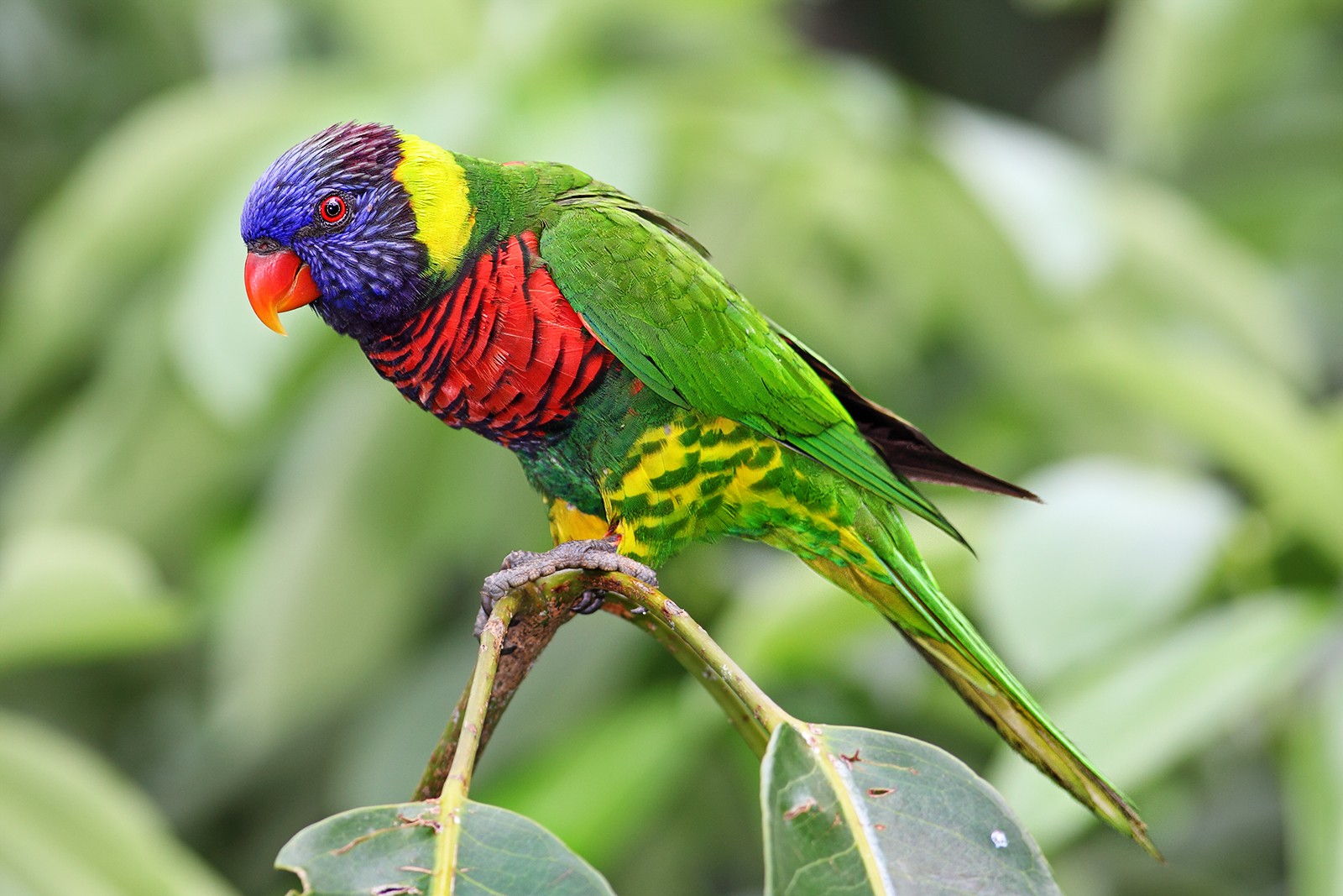 Lorikeet