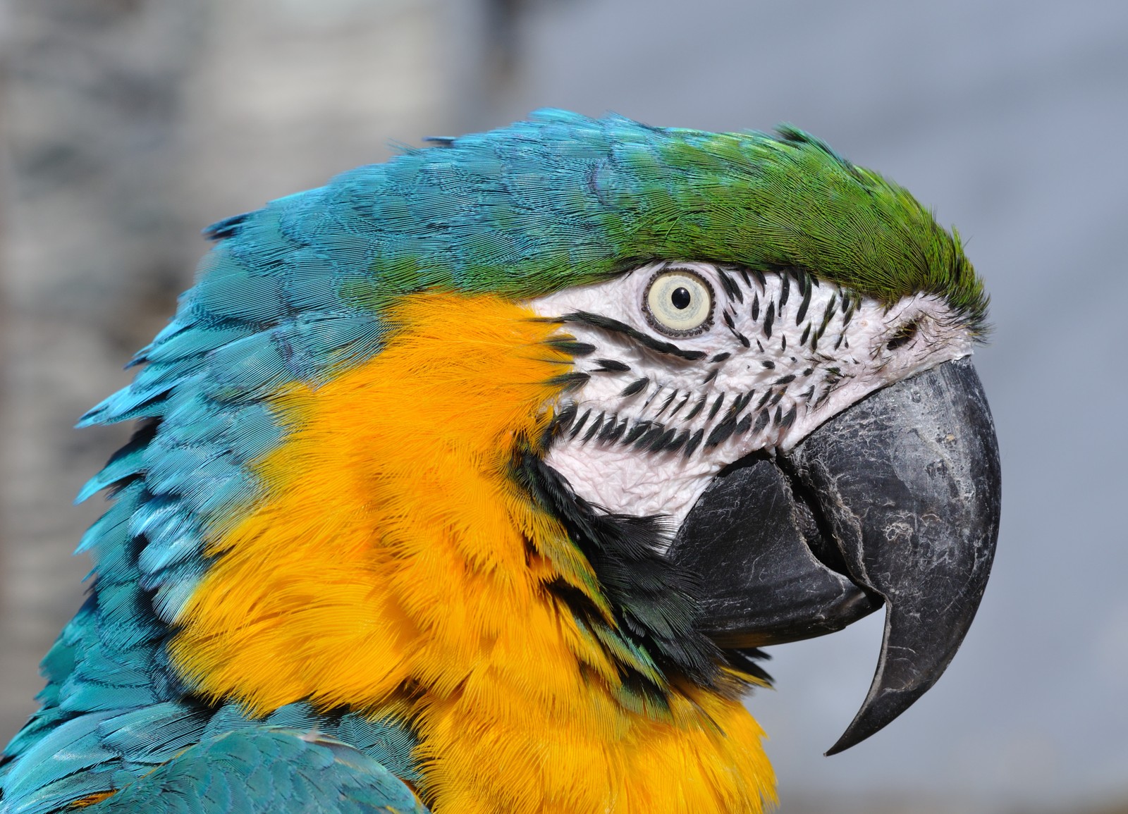 Macaw