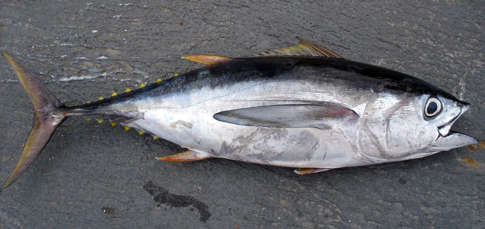 Tuna