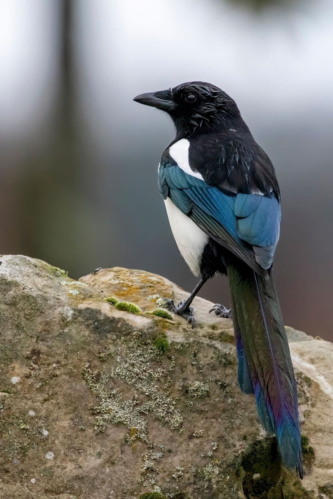 Magpie