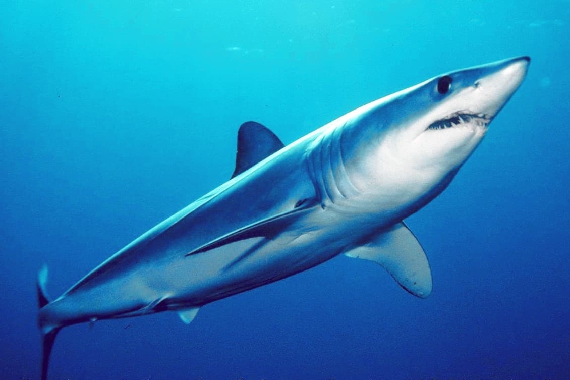 Mako Shark