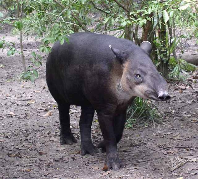 Baird's Tapir