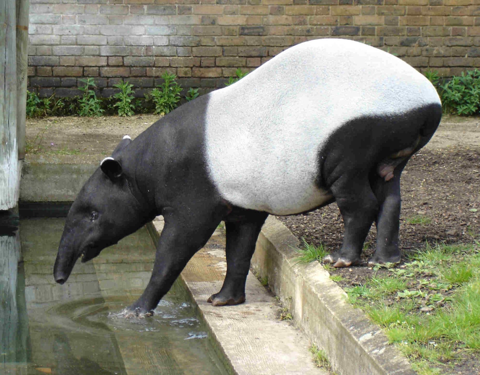 Malayan Tapir