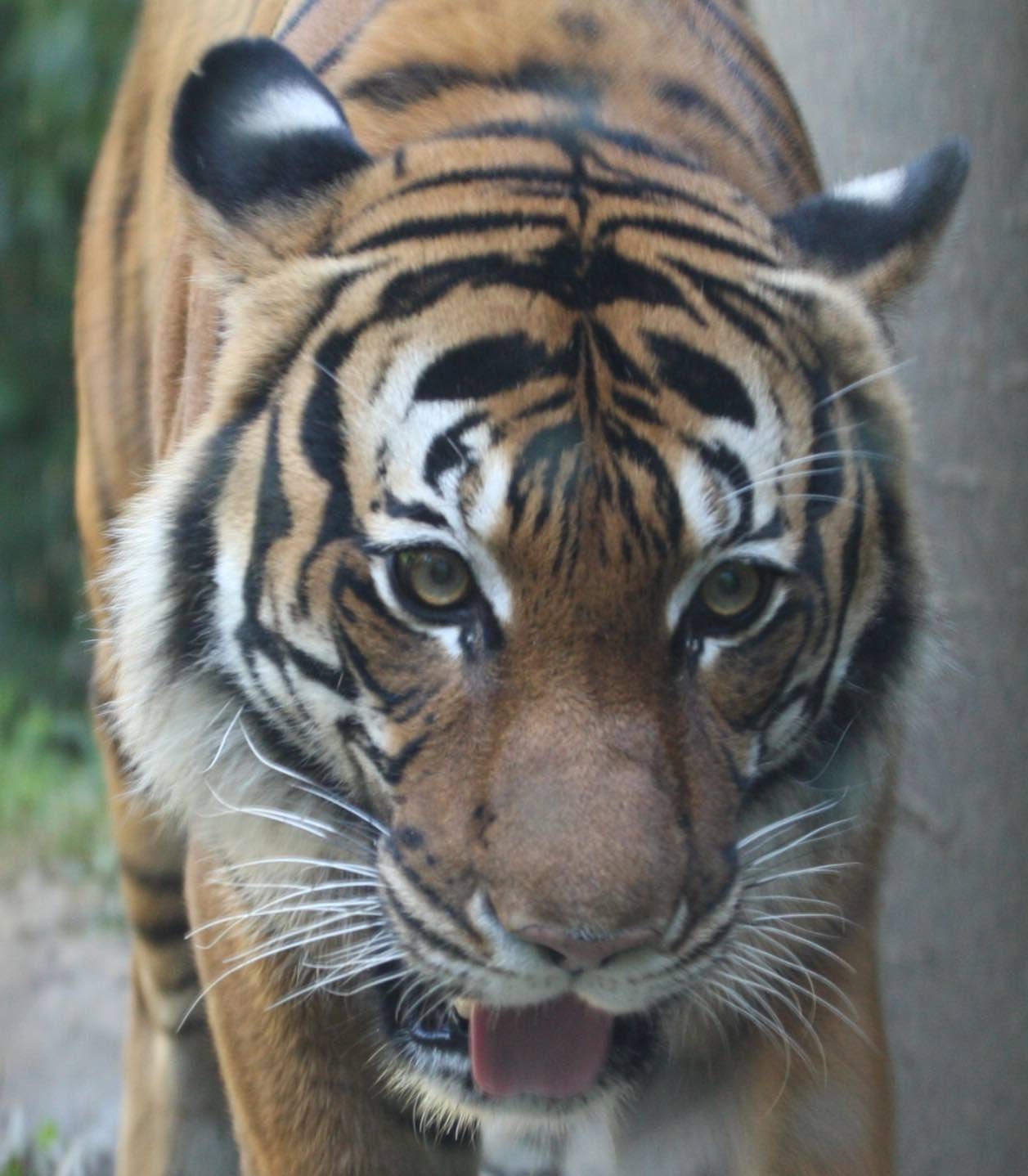 Malayan Tiger