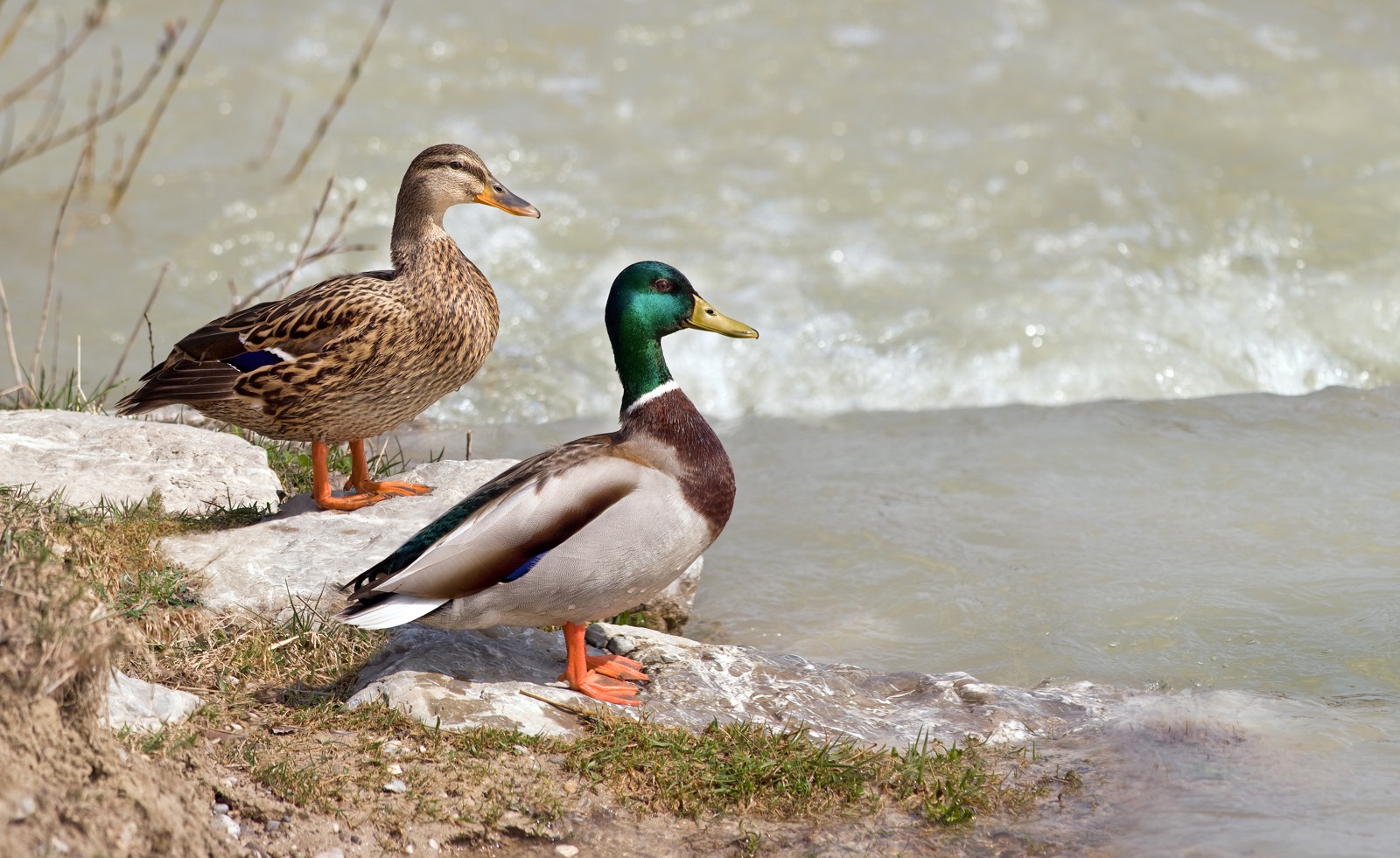 Mallard