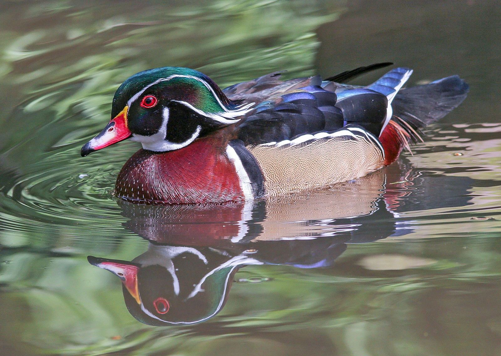 Wood Duck