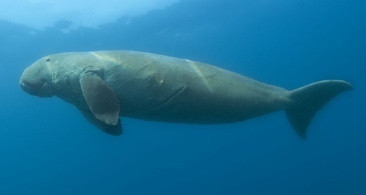 Dugong