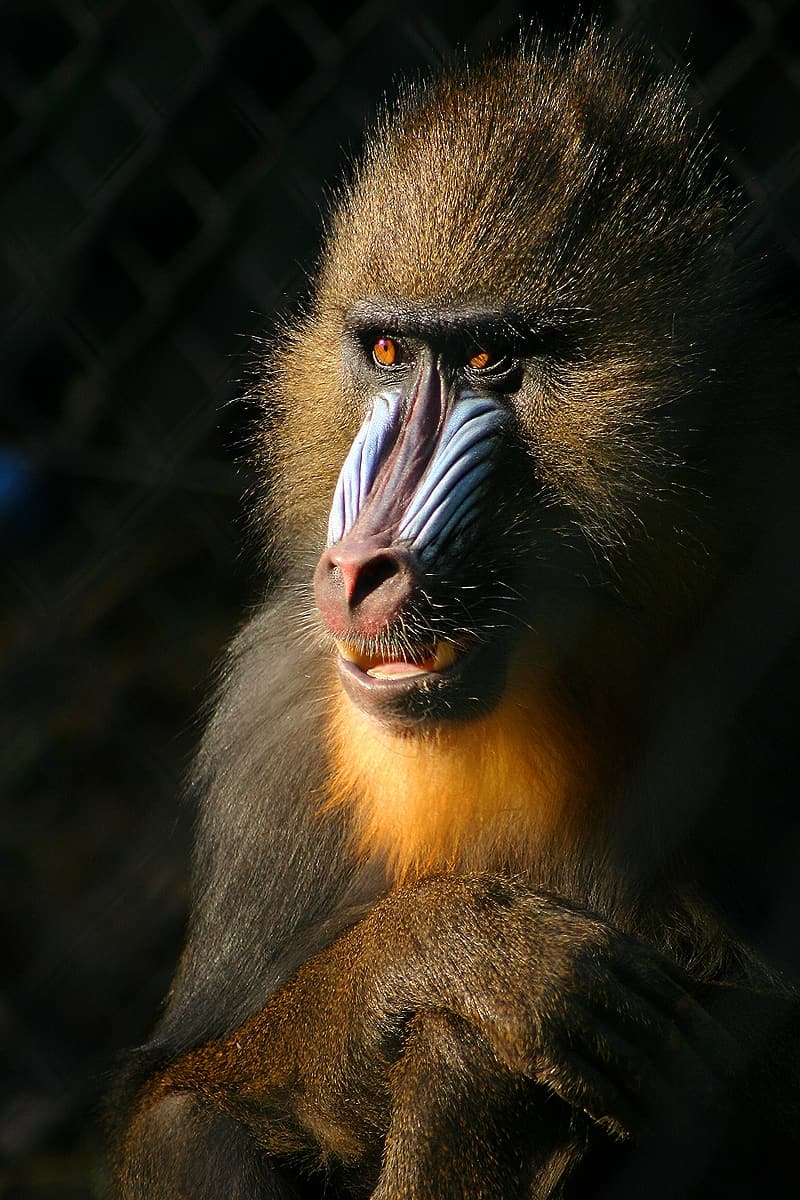 Mandrill