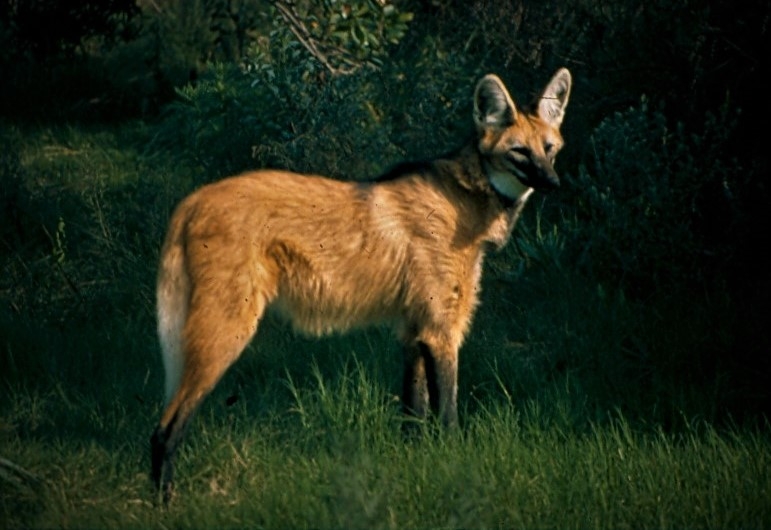 Maned Wolf