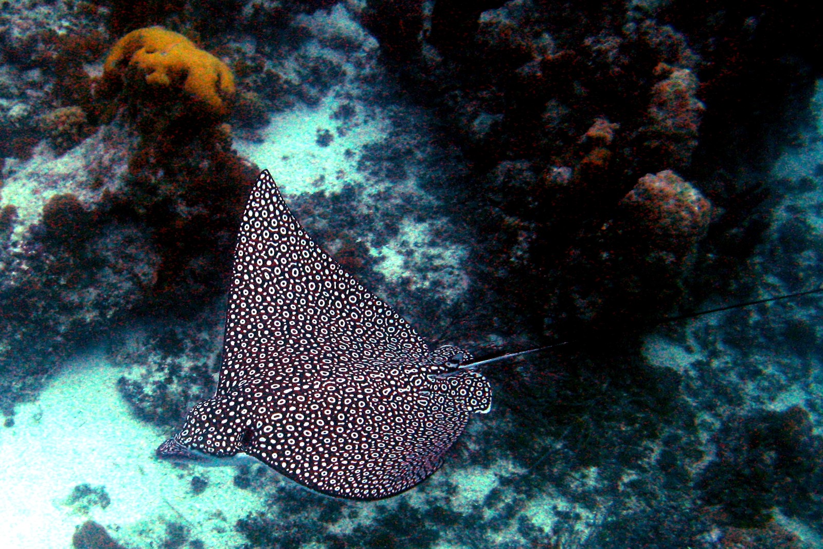 Eagle Ray