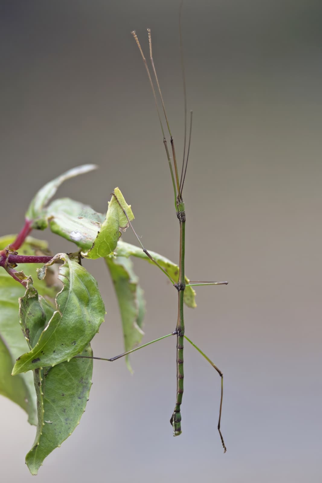 Stick Insect