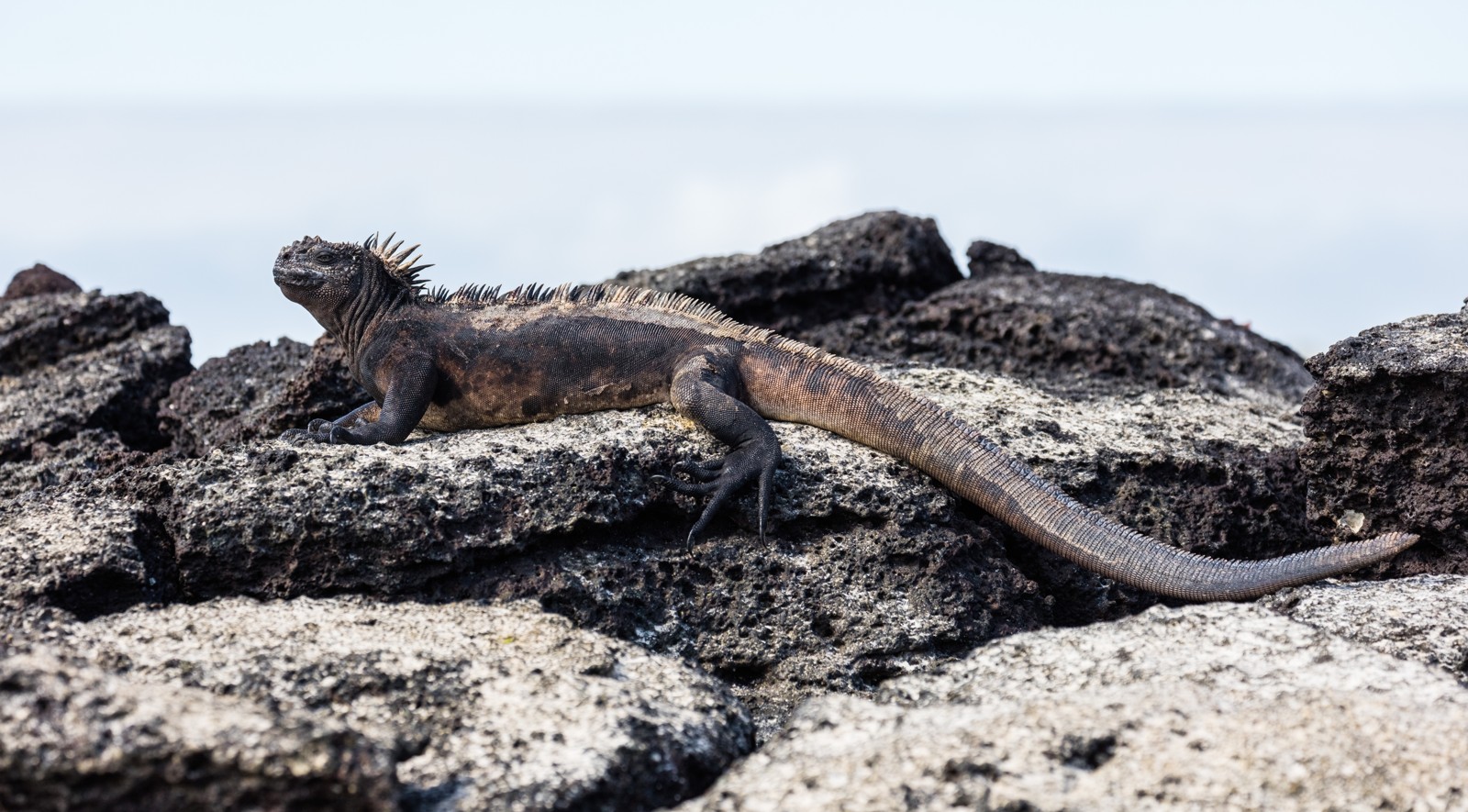 Marine Iguana