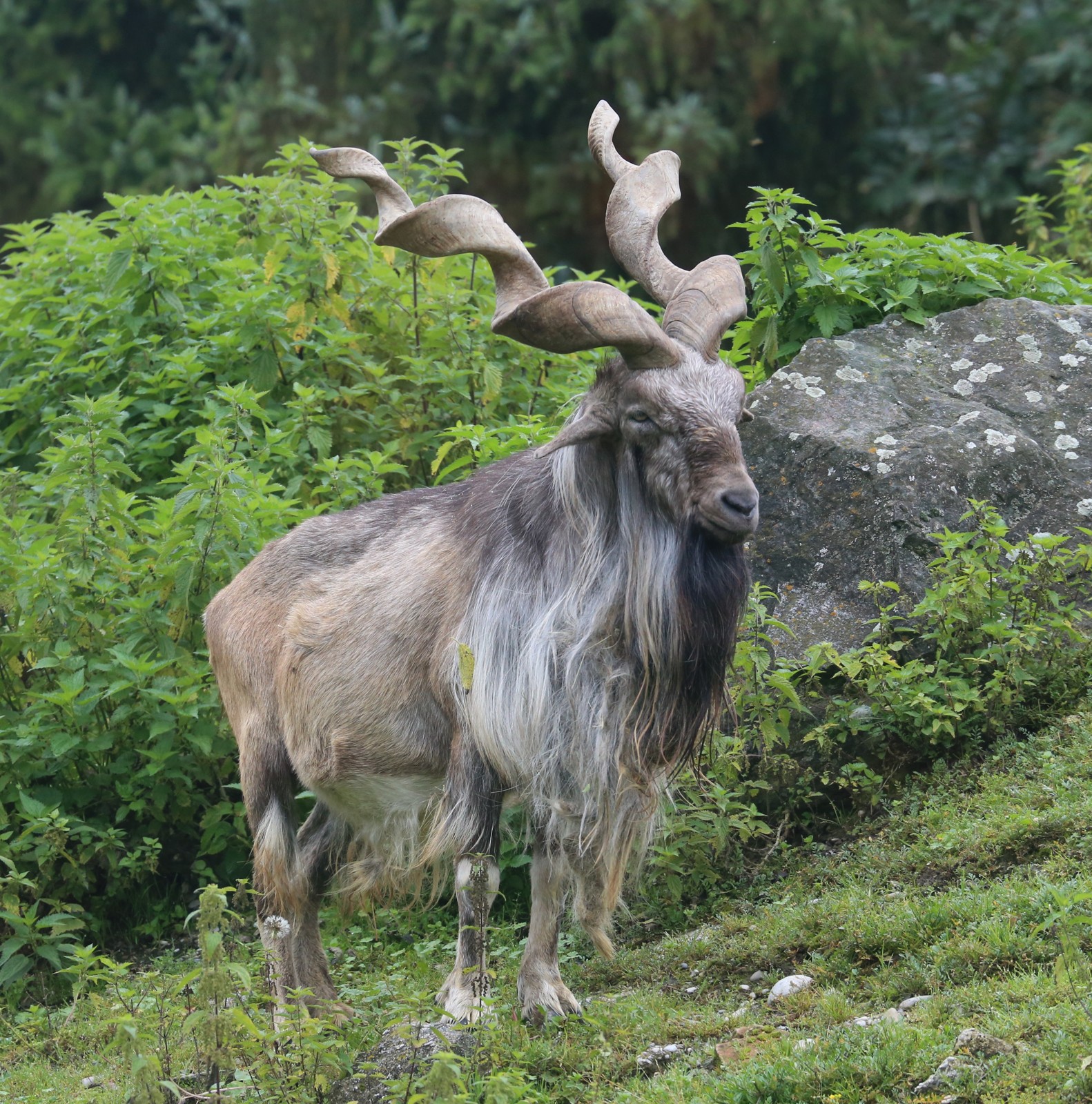 Markhor