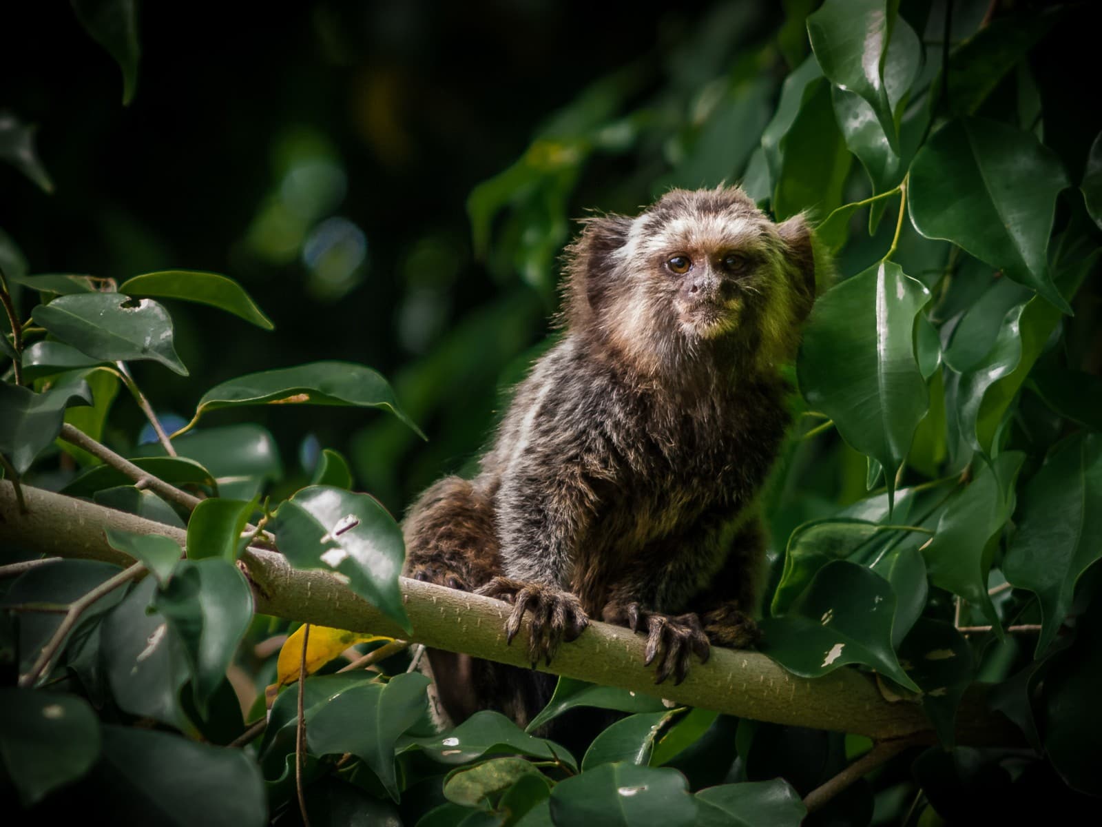 Marmoset