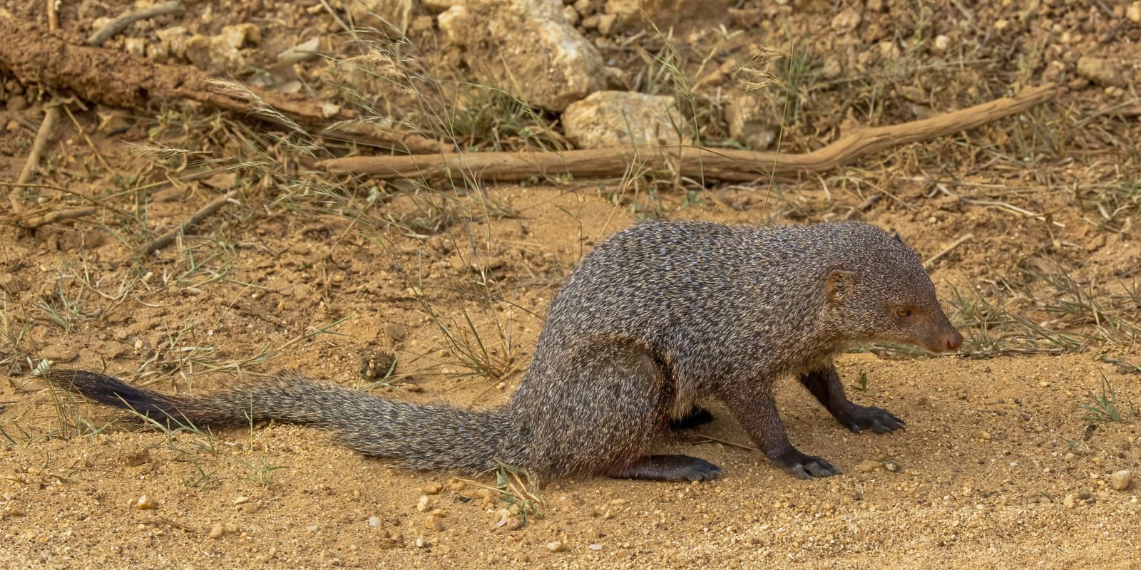 Mongoose