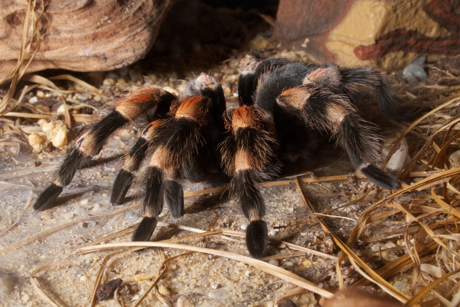 Mexican Red Knee