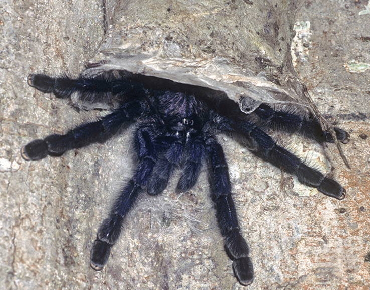 Pink Toe Tarantula