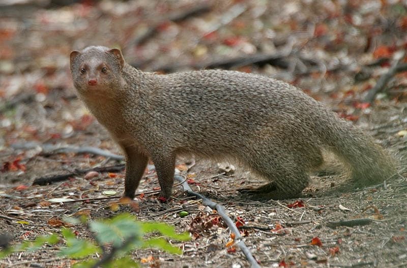 Mongoose