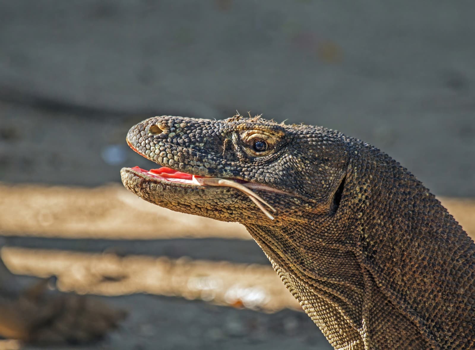 Komodo Dragon