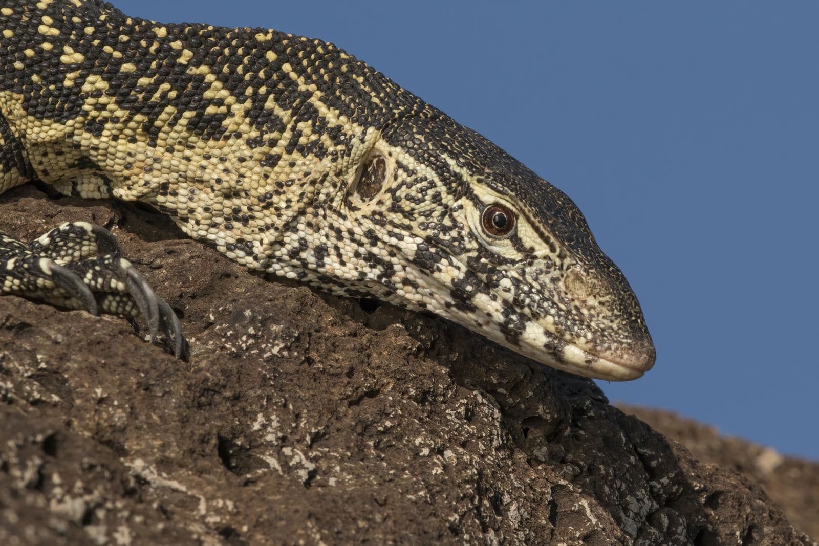 Monitor Lizard