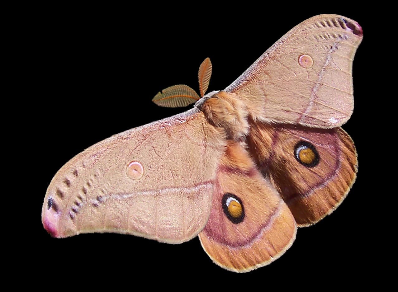 Moth