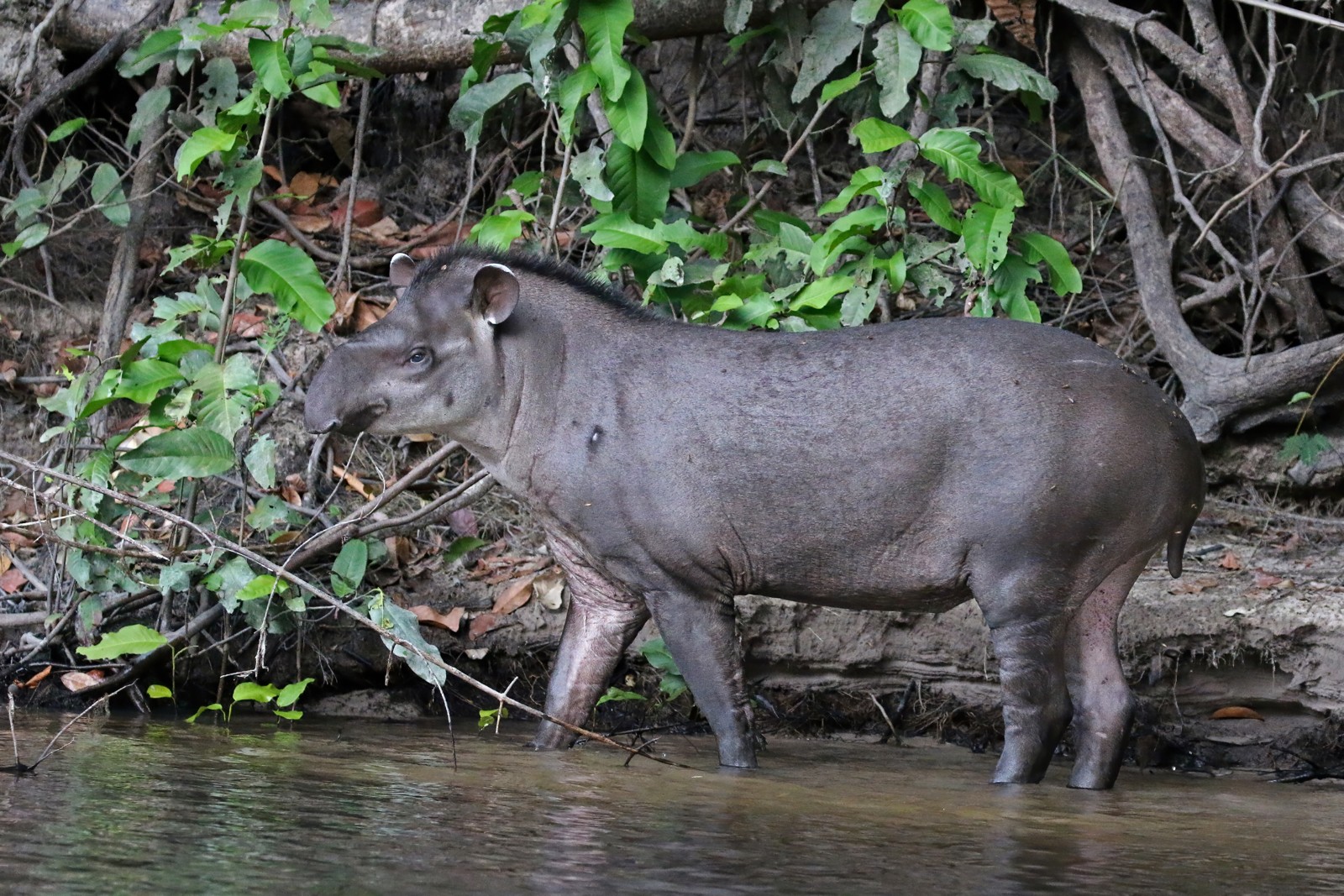 Brazilian Tapir