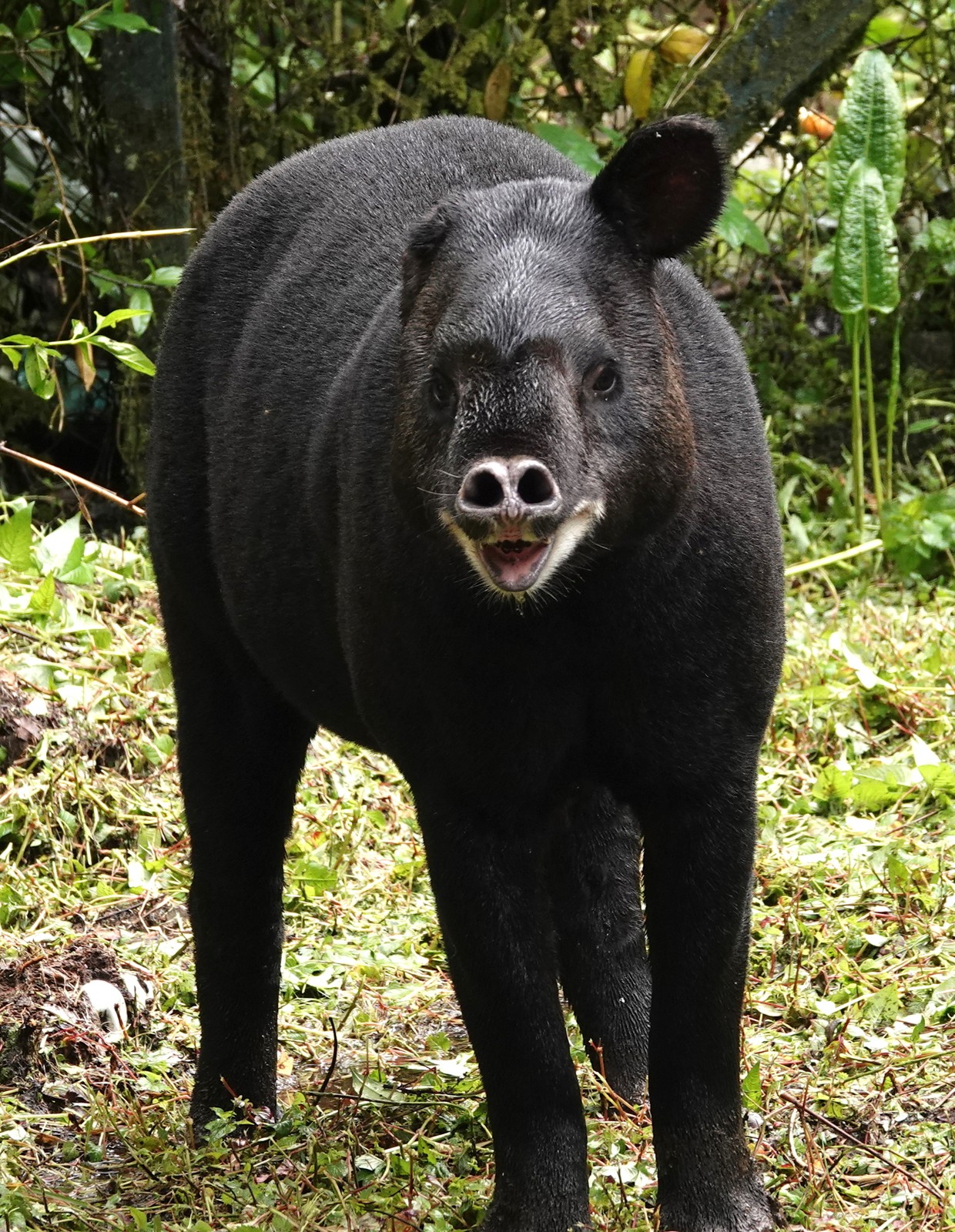 Mountain Tapir