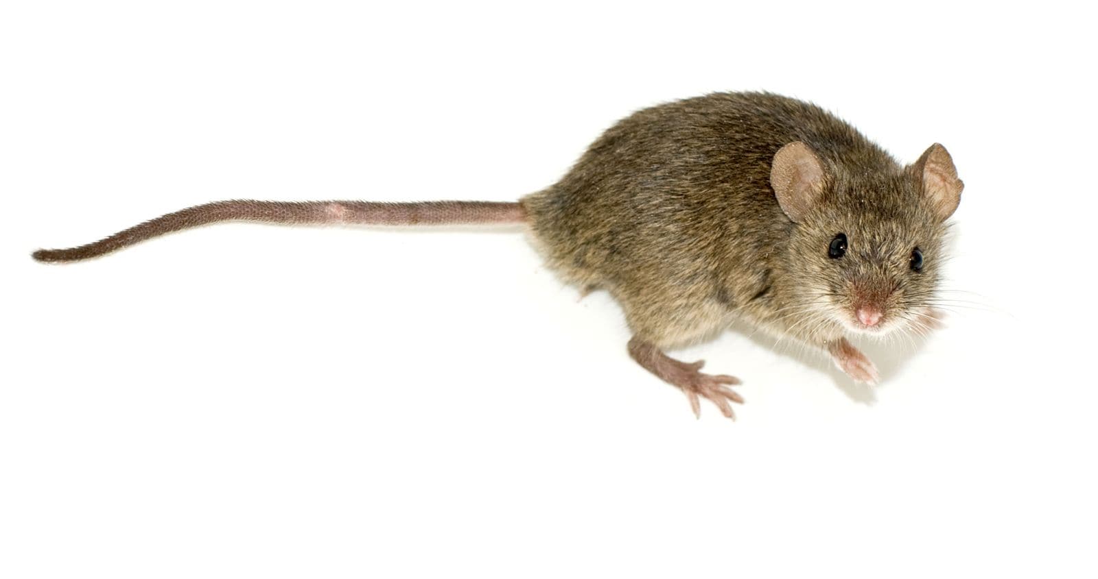 Mouse